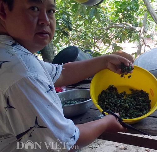 Nhộng ve bắt về phải chế biến liền, nếu không nhộng sẽ lột xác thành ve. Cách làm đơn giản nhất và cũng được ưa chuộng nhất là đem nhộng ve rửa sạch, để ráo rồi chiên giòn, cho thêm chút nước mắm, tiêu là có ngay một món ăn hấp dẫn. Cũng có thể nhúng nhộng ve qua một lớp bột rồi chiên xù tới khi có màu vàng là được.
