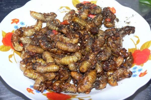 Do vậy, nếu muốn thưởng thức món ăn này, chỉ nên bắt nhộng ve khi đã bò lên cây cách mặt đất vài chục cm. Nên bắt ve ở khu vực ít sử dụng thuốc trừ sâu, phân bón để tránh bị ảnh hưởng từ các chất hóa học này.