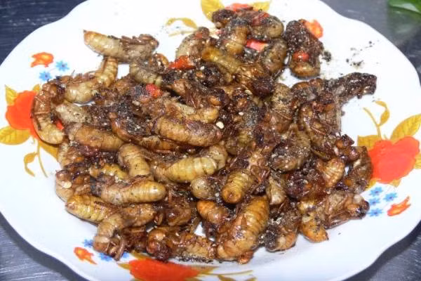 Do vậy, nếu muốn thưởng thức món ăn này, chỉ nên bắt nhộng ve khi đã bò lên cây cách mặt đất vài chục cm. Nên bắt ve ở khu vực ít sử dụng thuốc trừ sâu, phân bón để tránh bị ảnh hưởng từ các chất hóa học này.