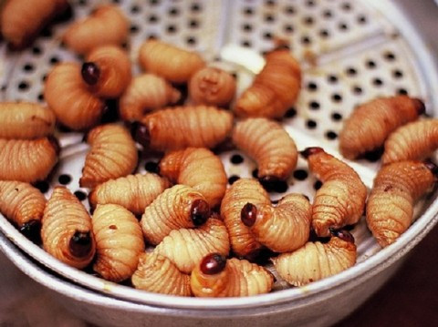 Đuông chà là: Nếu như ở Bến Tre nổi tiếng với món đuông dừa thì tại Bạc Liêu, đuông chà là chính là một món ăn đặc sản. Người ta bắt đuông về để chế biến thành nhiều món ăn, trong đó phổ biến nhất là lăn bột chiên bơ. Vị ngọt và béo ngậy của đuông chà là, giòn giòn của bột và bơ thơm nức, chấm cùng nước mắm ngon tuyệt. Ảnh: Internet. 