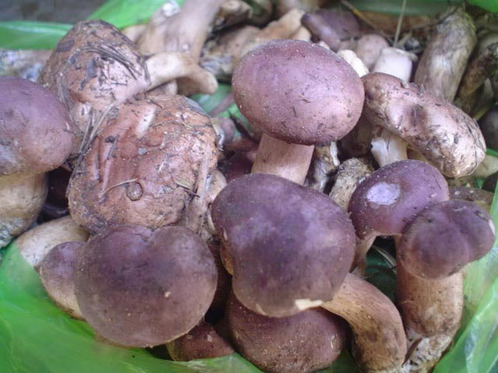 Nấm tràm là một đặc sản hiếm có ở Quảng Bình, mỗi năm chỉ có hai mùa vào khoảng tháng 4 và tháng 7, tháng 8 âm lịch. Nấm tràm có thể chế biến được nhiều món như nấu cháo, xào với các thực phẩm khác, nhưng có lẽ món ăn phổ biến, quen thuộc nhất với người dân Quảng Bình vẫn là canh nấm tràm.