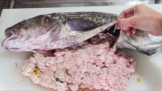 Người Nhật chuộng shirako vì họ cho rằng chúng rất tốt cho sức khoẻ do có hàm lượng chất dinh dưỡng cao, đặc biệt là đối với nam giới.