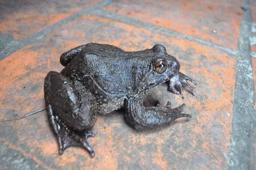 Mon an tu “ech dai gia” duoc xem la than duoc phong the