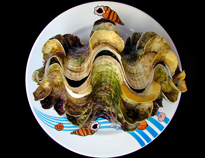 Giá bán sò tai tượng phụ thuộc vào kích cỡ và trọng lượng vỏ mà có mức dao động từ 50.000-60 triệu đồng/con.