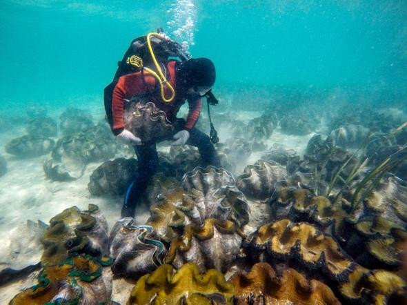 Loài sò khổng lồ này cũng đóng vai trò trong việc giúp lọc, làm sạch nước và các chất ô nhiễm nhờ việc ăn tảo và sinh vật phù du.