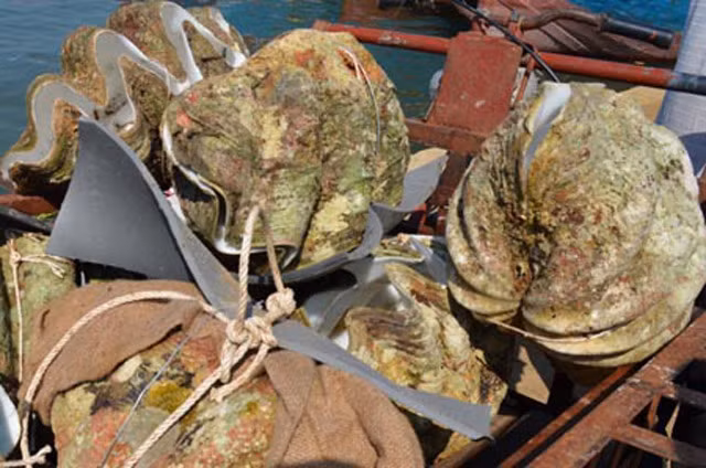 Gần đây, loại sò khổng lồ trở nên thịnh hành ở Trung Quốc, trở thành nguyên liệu cho ngành chạm khắc, làm đồ trang sức, đồ trang trí, biểu tượng cho sự giàu có và cũng được coi là bùa bảo vệ.