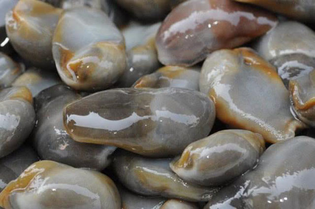 Ốc bùn nhớt thoạt trông khá giống ốc sên, nó khiến mọi người không muốn ăn ngay từ cái nhìn đầu tiên, thậm chí nhiều người còn cảm ghê sợ và buồn nôn khi chạm tay vào.