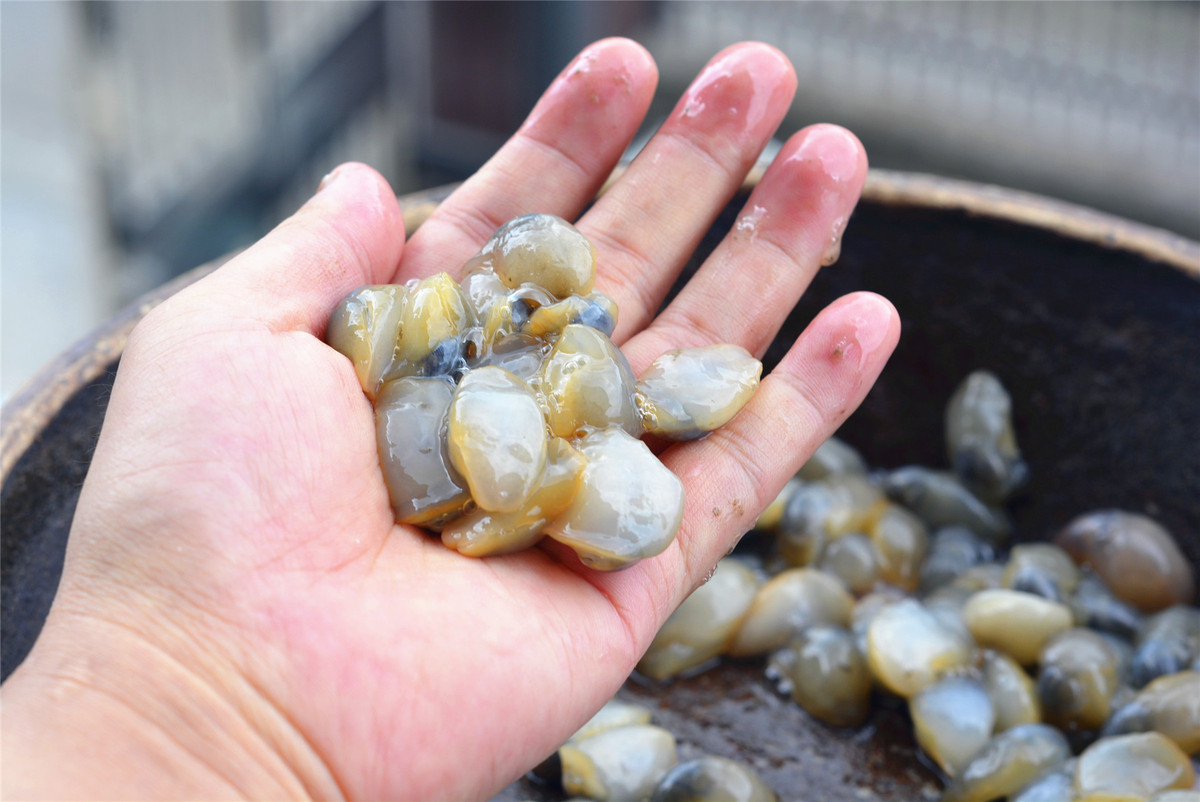 Cũng như các loại ốc khác, chúng cũng được chế biến bằng cách luộc hoặc xào với nhiều loại gia vị khác nhau.