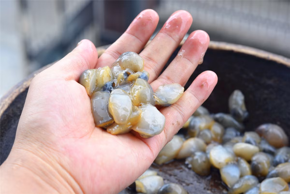 Cũng như các loại ốc khác, chúng cũng được chế biến bằng cách luộc hoặc xào với nhiều loại gia vị khác nhau.