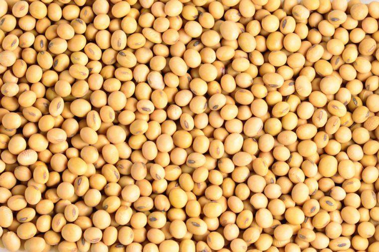 Đậu nành có thể là một thay thế lành mạnh cho thịt. Nó có hàm lượng protein cao, nên là một thay thế tốt cho những người cố gắng ăn chay. Tuy nhiên, có một số bằng chứng cho thấy đậu nành có thể hoạt động như một loại estrogen trong cơ thể; ăn hoặc uống quá nhiều có thể làm trầm trọng thêm một số rối loạn nội tiết tố.