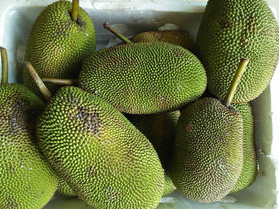 Khác với những loại trái cây khác, mít tố nữ chín cây thường không ngon, nên nhà vườn có kinh nghiệm thường hái mít tố nữ già đem rửa sạch mủ rồi ngâm nước, sau đó vớt ra ủ 2 đêm trái mít chín thơm lừng mà vỏ vẫn xanh um. Ảnh: Internet.