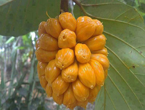 Múi và hương vị của mít tố nữ cũng khác rất nhiều so với các loại mít khác: xẻ một đường đọc để bổ đôi trái mít, lật cuống lên sẽ thấy múi tròn, nổi gân, kết như một chùm dâu chín vàng, thơm lừng, thơm ngạt ngào, thơm rất lâu, vỏ và cùi mít có khi ba ngày còn phảng phất.