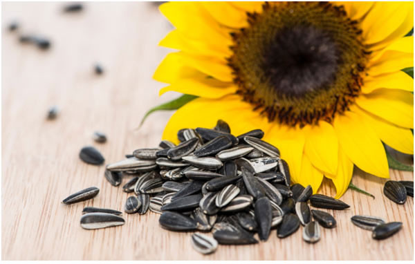 Hạt hướng dương có chứa hàm lượng protein và chất béo tốt khá cao. Nửa chén hạt hướng dương chứa 14,6 gram chất đạm.