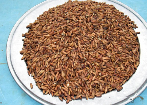 Nhiều người thích loại hạt bàng rang với muối hơn, bởi có vị đậm đà hơn hạt bàng tươi và gần như vẫn giữ được vị bùi bùi nguyên gốc của hạt bàng tươi. Hạt bàng rang muối nhìn mập mạp, vỏ hơi thâm nâu; khi cắn một miếng, sẽ thấy được các lớp màu trắng ngà của hạt bàng xếp cuộn khít vào nhau, rất đều đặn.