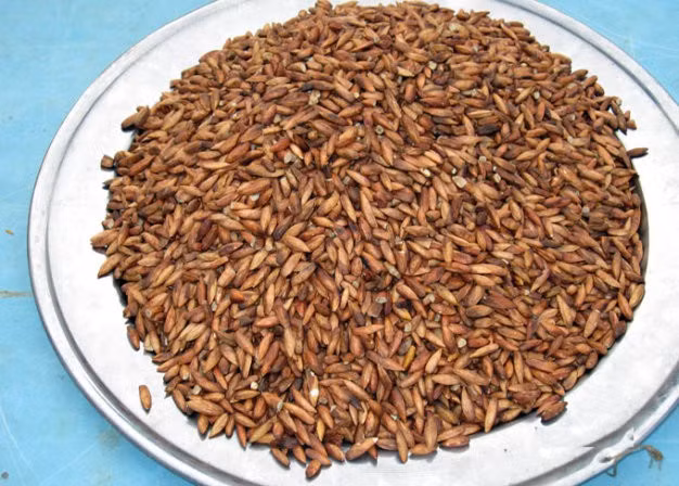 Nhiều người thích loại hạt bàng rang với muối hơn, bởi có vị đậm đà hơn hạt bàng tươi và gần như vẫn giữ được vị bùi bùi nguyên gốc của hạt bàng tươi. Hạt bàng rang muối nhìn mập mạp, vỏ hơi thâm nâu; khi cắn một miếng, sẽ thấy được các lớp màu trắng ngà của hạt bàng xếp cuộn khít vào nhau, rất đều đặn.