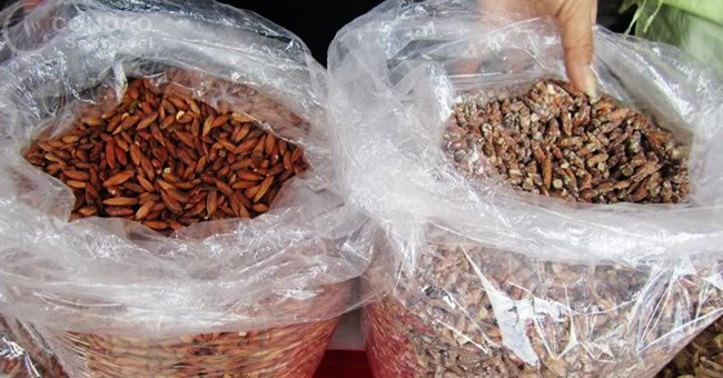 Bỏ vài hạt bàng vào miệng, du khách sẽ cảm nhận được vị ngọt của đường hay vị mặn của muối hòa lẫn vị bùi và béo của hạt bàng nơi đầu lưỡi, khiến du khách không khỏi thích thú: món ăn chơi lạ và ngon.