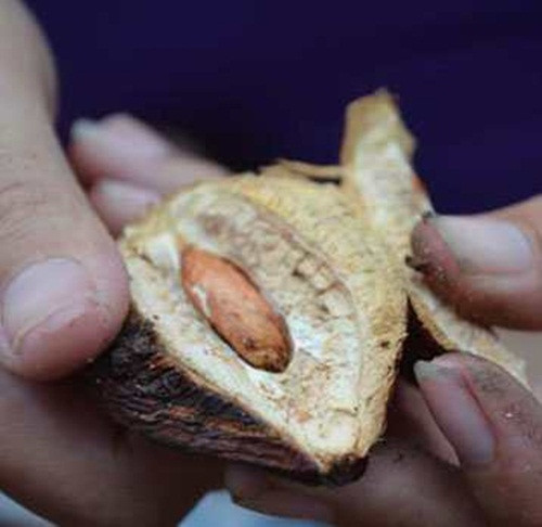 Hạt bàng khi thu về phải được phơi qua nhiều lần nắng để vỏ khô lại rồi mới đem đi chế biến. Người ta phải dùng phương pháp thủ công và thật khéo léo mới có thể giữ nguyên hình dáng của hạt. Khi chặt đôi quả, dao không được sâu quá mà chỉ cắt một phần rồi dùng tay để lấy từng hạt ra.