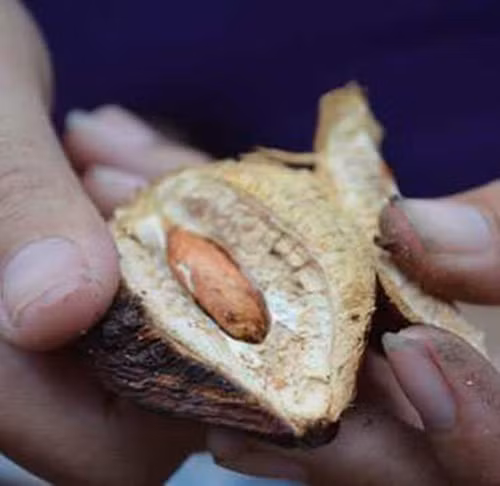 Hạt bàng khi thu về phải được phơi qua nhiều lần nắng để vỏ khô lại rồi mới đem đi chế biến. Người ta phải dùng phương pháp thủ công và thật khéo léo mới có thể giữ nguyên hình dáng của hạt. Khi chặt đôi quả, dao không được sâu quá mà chỉ cắt một phần rồi dùng tay để lấy từng hạt ra.