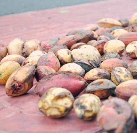 Mùa bàng chín rộ vào khoảng tháng 6, tháng 7 hàng năm. Khi bàng rụng xuống, sáng sớm nhiều người Côn Đảo rủ nhau đi nhặt về để lấy hạt.