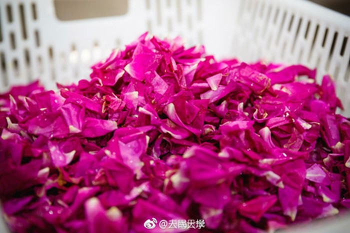 Những cánh hoa hồng được nhặt cẩn thận và rửa sạch sẽ trước khi làm nguyên liệu nấu ăn.