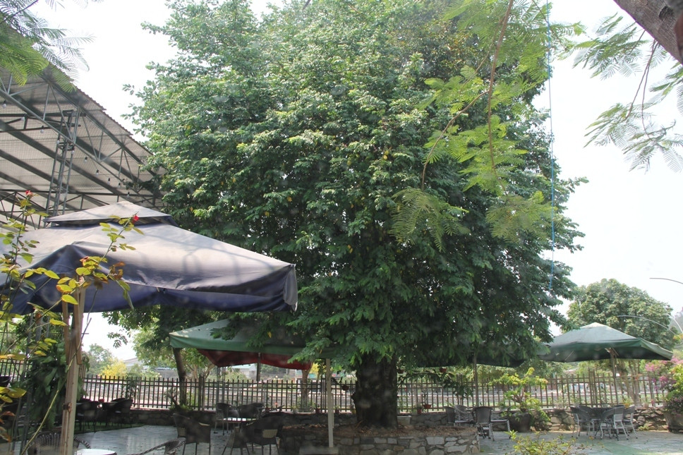 Nghe An: Do xo keo den thap huong 'cu' khe tram tuoi de lay may