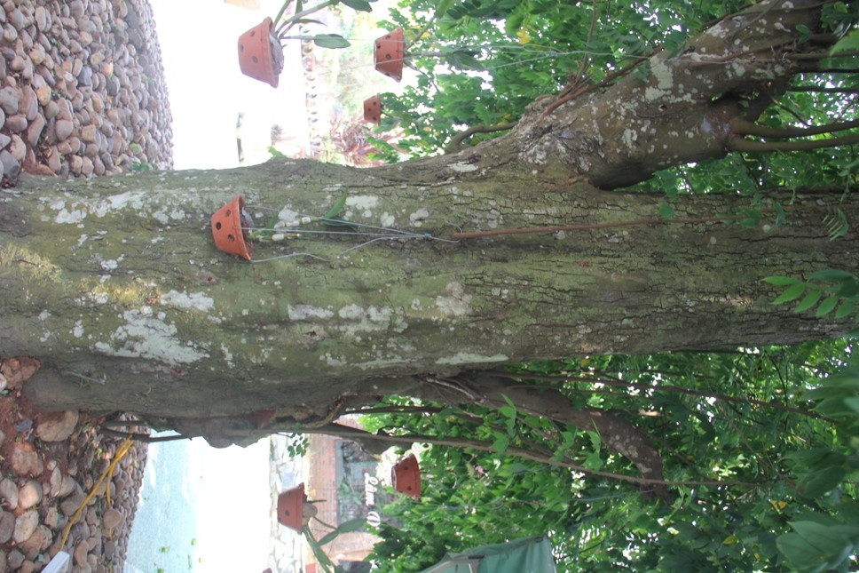 Nghe An: Do xo keo den thap huong 'cu' khe tram tuoi de lay may-Hinh-3