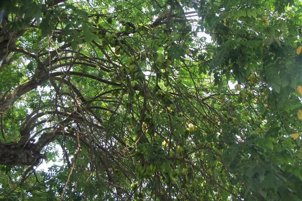 Nghe An: Do xo keo den thap huong 'cu' khe tram tuoi de lay may-Hinh-5