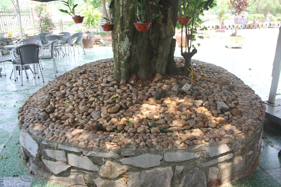 Nghe An: Do xo keo den thap huong 'cu' khe tram tuoi de lay may-Hinh-2