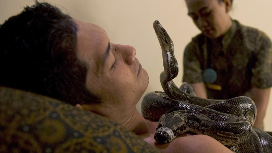 Việc dùng trăn và rắn massage ngày càng trở nên phổ biến ở Indonesia. Theo các nhà trị liệu Israel, cơ thể con người có phản ứng tốt với rắn và cách massage này có tác dụng rất không chỉ trong việc giảm đau mỏi cơ mà còn giảm stress. Ảnh: Internet.
