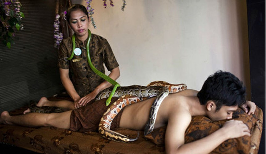 Những người áp dụng phương pháp massage bằng rắn phải dũng cảm. Khi quá trình điều trị bắt đầu, khách hàng không được la hét vì rắn có thể cảm nhận thấy điều này và chúng nghĩ khách là con mồi hoặc kẻ tấn công.
