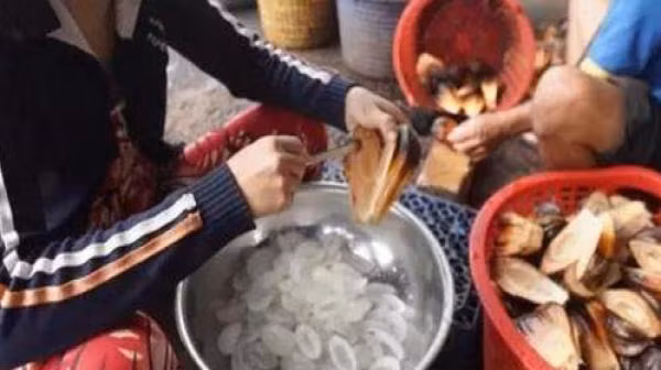 Loại dừa này phát triển nhiều ở khu vực ngập mặn hoặc bán ngập mặn của miền Tây.