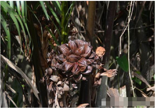 Trước đây dừa nước được xem là loại cây mọc hoang, nhưng sau khi phát hiện ra chúng có vị ngon đặc biệt nên ở nhiều nơi người ta bắt đầu trồng dừa nước.