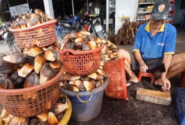 Tuy nhiên khác với vẻ bề ngoài xấu xí, quả dừa nước này được coi là đặc sản ngon nức tiếng, bất kỳ du khách nào tới miền Tây cũng đều được khuyên nên thưởng thức.