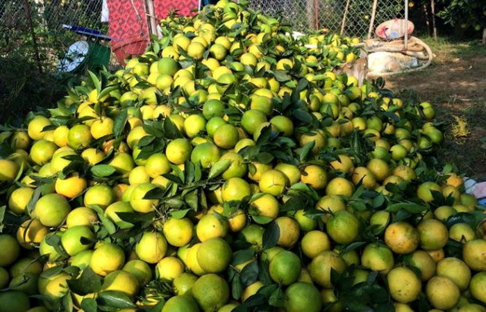 Cam Cao Phong: Cao Phong là vựa cam lớn không chỉ của tỉnh Hòa Bình mà của cả miền Bắc. Diện tích trồng cam ở huyện Cao Phong tập trung nhiều nhất quanh thị trấn Cao Phong và xã Tây Phong. Đầu tháng 11 là thời điểm bắt đầu thu hoạch cam Cao Phong chính vụ. Do đó, du khách đến Hòa Bình vào thời điểm trên, có thể ghé Cao Phong để chọn những trái cam tươi ngon về làm quà. Ảnh: Tuổi Trẻ.