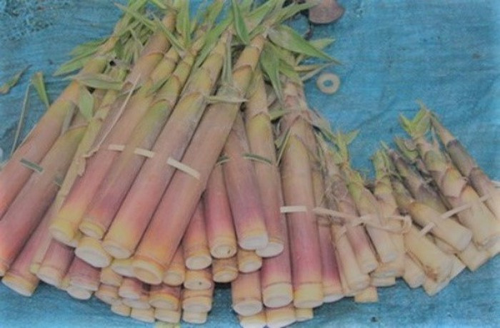 Măng đắng: Những miếng măng trắng muốt, giòn giòn, ngọt dịu xen lẫn vị đắng nhè nhẹ là nguyên liệu không thể thiếu trong các món ăn dân dã nơi đây như măng đắng xào tỏi, măng nấu với thịt lợn mán, hoặc thịt vịt đem hầm hay xào đều rất thơm ngon. Ảnh: Internet.