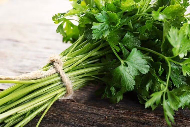 10. Rau mùi tây: Hàm lượng chất diệp lục cao trong thảo mộc có thể được sử dụng như một hợp chất để thoát khỏi hơi thở hôi.
