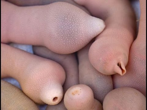 Nó thực chất không thuộc họ nhà cá mà là một loài giun thìa có tên khoa học Unicinctus Urechis.