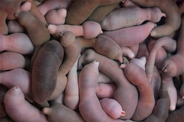 ....nó thường có màu hồng thịt, làn da trơn tuột, có vài phần phình to trên thân người.