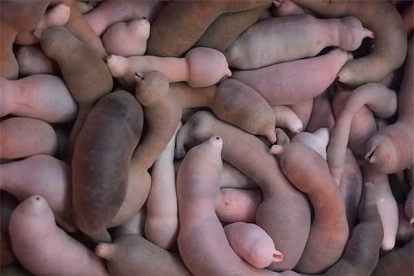 ....nó thường có màu hồng thịt, làn da trơn tuột, có vài phần phình to trên thân người.