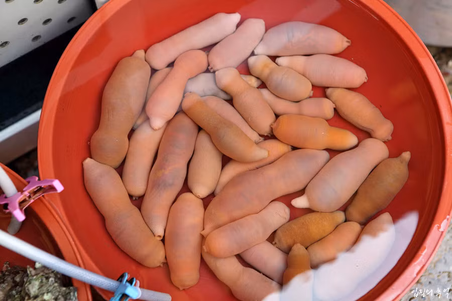 Loại giun này còn được gọi là giun thìa. Chúng xuất hiện nhiều ở vùng biển phía Bắc Trung Quốc, Nhật Bản và Hàn Quốc.