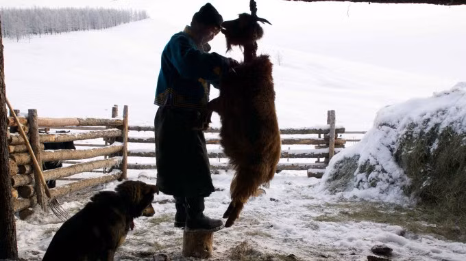 Món ăn này rất thơm, ngon và béo nên đóng vai trò quan trọng trong khẩu phần ăn của người Mông Cổ, giúp họ chống chọi với mùa đông khắc nghiệt.