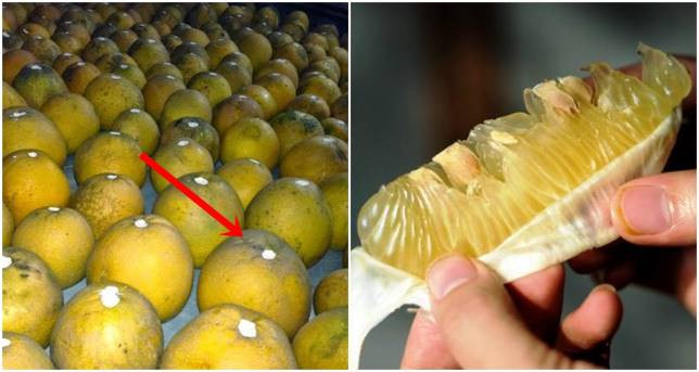 Ngày Tết, mọi người thường mua cam, bưởi về để ăn chống ngán. Sau khi chọn được quả cam, bưởi ưng ý có thể dùng dao hay kéo sắc cắt cuống quả dài 0,5cm, lấy vôi đã tôi chấm vào vết cắt. Cách bảo quản hoa quả này có tác dụng khử trùng, chống thối. Ảnh: Internet.