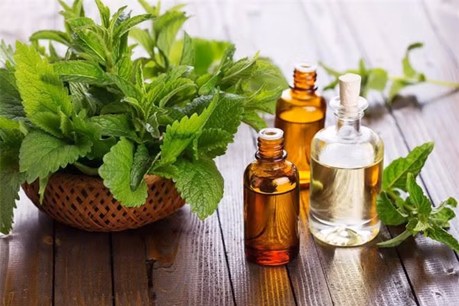 Bạc hà: Loại thảo dược này giúp hơi thở thơm mát và làm dịu dạ dày để giảm cảm giác buồn nôn. Trước và trong khi di chuyển, bạn nên ngậm bạc hà, nhai lá, ngậm một giọt tinh dầu hoặc uống trà bạc hà. Ảnh:Thesoucery.