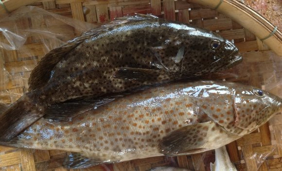 Cá mú bông ở đảo Phú Quý tươi rói, thân đẫy đà trơn mướt. Cá mú bông chỉ ăn mồi sống như tôm, cua nên thịt thơm và ngon ngọt, thường được nấu chua hoặc xào với cà, khế, rau mùi.