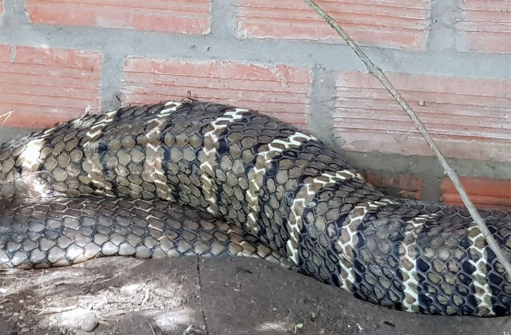 Ran ho may o An Giang: 1 con co dau hieu thay da-Hinh-2