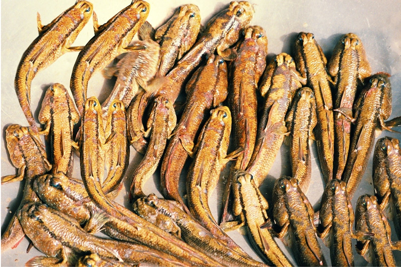 Có nhiều món ăn được chế biến từ cá thòi lòi như: kho tiêu, chiên xù, nấu canh chua cơm mẻ,…nhưng ngon nhất vẫn là cá thòi lòi nướng muối ớt. Ảnh: Camautourism.