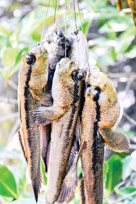 Nhìn hình dáng cá thòi lòi bên ngoài rất xấu xí nhưng với những người dân bản xứ thì đây là nguồn thực phẩm góp phần làm phong phú thêm bữa cơm hằng ngày và cũng là món ăn đặc sản cho khách phương xa khi đến với vùng đất này. Ảnh: Sài Gòn Đầu Tư.