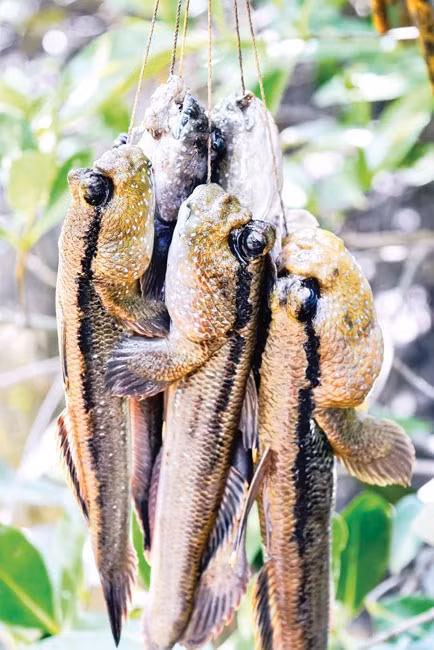 Nhìn hình dáng cá thòi lòi bên ngoài rất xấu xí nhưng với những người dân bản xứ thì đây là nguồn thực phẩm góp phần làm phong phú thêm bữa cơm hằng ngày và cũng là món ăn đặc sản cho khách phương xa khi đến với vùng đất này. Ảnh: Sài Gòn Đầu Tư.