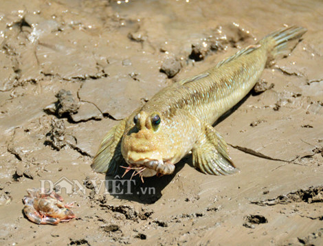 Với đặc điểm không giống ai, hình dáng cá thòi lòi cũng kỳ dị, đôi mắt lồi ra ngoài ngay trên đỉnh đầu, trông như 2 hòn bi, hàm răng sắt nhọn. Ảnh: Dân Việt.