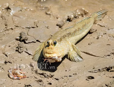 Với đặc điểm không giống ai, hình dáng cá thòi lòi cũng kỳ dị, đôi mắt lồi ra ngoài ngay trên đỉnh đầu, trông như 2 hòn bi, hàm răng sắt nhọn. Ảnh: Dân Việt.